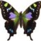 Heather Joy-Price Showalter Avatar